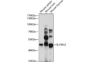 Western blot analysis of extracts of various cell lines, using IL13R antibody (043) at 1:1000 dilution. (IL13RA2 Antikörper  (AA 27-343))