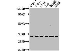 Western Blot Positive WB detected in: MCF-7 whole cell lysate, THP-1 whole cell lysate, PC-3 whole cell lysate, 293 whole cell lysate, HepG2 whole cell lysate, A549 whole cell lysate All lanes: CD8A antibody at 1:2000 Secondary Goat polyclonal to rabbit IgG at 1/50000 dilution Predicted band size: 26, 22, 31 kDa Observed band size: 31 kDa (Rekombinanter CD8 alpha Antikörper)