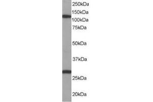Image no. 1 for anti-Importin 7 (IPO7) (C-Term) antibody (ABIN374249) (IPO7 Antikörper  (C-Term))