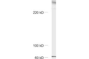 dilution: 1 : 1000, sample: mouse brain homogenate (Piccolo Antikörper  (AA 2011-2350))