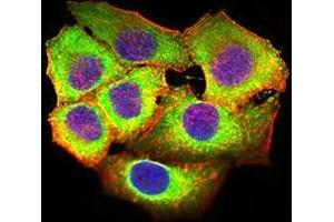 Immunofluorescence (IF) image for anti-C-Type Lectin Domain Family 7, Member A (CLEC7A) (AA 66-247) antibody (ABIN7193336)