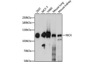 Western blot analysis of extracts of various cell lines, using RECK antibody (ABIN7269954) at 1:1000 dilution. (RECK Antikörper  (AA 110-210))