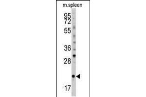 Western blot analysis of (S61) in mouse spleen tissue lysates (35ug/lane) (BID Antikörper  (AA 39-68))