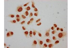 Immunocytochemistry analysis of ABIN7139592 diluted at 1:10 and staining in Hela cells performed on a Leica BondTM system. (Histone H2B Antikörper  (meLys15))