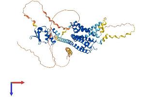 KCNA5 Protein (AA 1-602) (His tag)