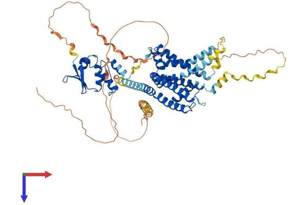 KCNA5 Protein (AA 1-602) (His tag)