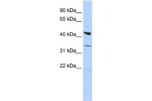 WB Suggested Anti-ADRB2 Antibody Titration:  0. (beta 2 Adrenergic Receptor Antikörper  (Middle Region))