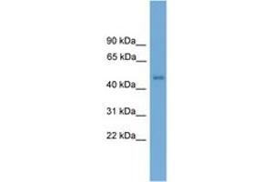Image no. 1 for anti-Forkhead Box D4-Like 1 (FOXD4L1) (N-Term) antibody (ABIN6744521)