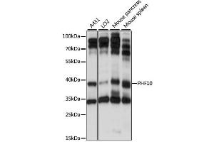 Western blot analysis of extracts of various cell lines, using PHF10 antibody (ABIN6290737) at 1:1000 dilution. (PHF10 Antikörper)