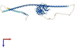 ATG16L1 Protein (AA 1-607) (His tag)