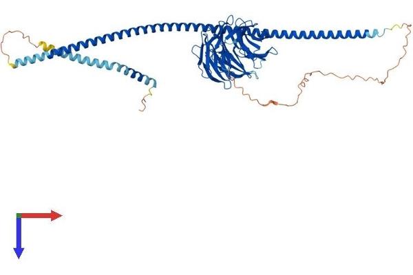ATG16L1 Protein (AA 1-607) (His tag)