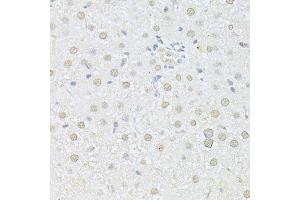 Immunohistochemistry of paraffin-embedded rat liver using AKT1 antibody.