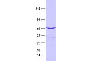 Validation with Western Blot (IDH2 Protein (DYKDDDDK Tag))