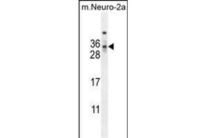 F1 Antibody (Center) (ABIN654163 and ABIN2844027) western blot analysis in mouse Neuro-2a cell line lysates (35 μg/lane). (MAF1 Antikörper  (AA 90-117))