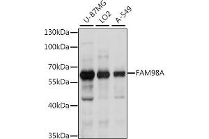 Western blot analysis of extracts of various cell lines, using FA antibody (ABIN7267121) at 1:1000 dilution. (FAM98A Antikörper  (AA 1-220))
