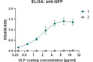 ELISA: anti-GFP 1: (ABIN7538793) cVLP_SARS-CoV-2 (M+E+N) EAAT2-EYFP 2: (ABIN7538794) cVLP_SARS-CoV-2 (M+E+N) control 1°Antibody: monoclonal Rabbit anti-GFP 2°Antibody: Goat-anti-Rabbit-HRP