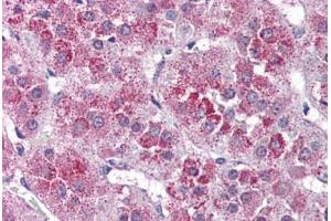 Human Adrenal (formalin-fixed, paraffin-embedded) stained with NTSR2 antibody ABIN399994 at 10 ug/ml followed by biotinylated goat anti-rabbit IgG secondary antibody ABIN481713, alkaline phosphatase-streptavidin and chromogen. (NTSR2 Antikörper  (Internal Region))