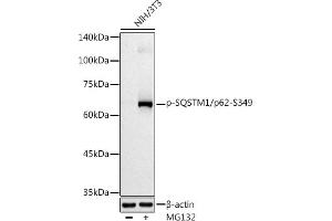 Western blot analysis of extracts of NIH/3T3 cells, using Phospho-SQSTM1/p62-S349 antibody (ABIN7270206) at 1:500 dilution. (SQSTM1 Antikörper  (pSer349))
