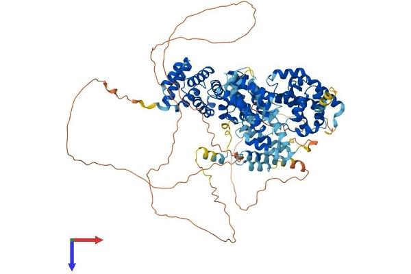 EIF4G2 Protein (AA 1-907) (His tag)