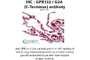 Image no. 2 for anti-G Protein-Coupled Receptor 132 (GPR132) (C-Term), (Cytoplasmic Domain) antibody (ABIN1734931) (G Protein-Coupled Receptor 132 Antikörper  (C-Term, Cytoplasmic Domain))