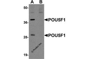 Western Blotting (WB) image for anti-POU Class 5 Homeobox 1 (POU5F1) (C-Term) antibody (ABIN1030595) (OCT4 Antikörper  (C-Term))