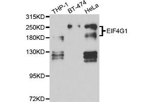 Western blot analysis of extracts of various cell lines, using EIF4G1 antibody. (EIF4G1 Antikörper)