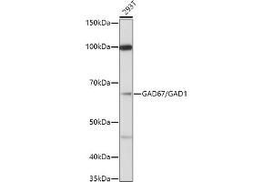 Western blot analysis of extracts of 293T cells, using (ABIN3017018, ABIN3017019, ABIN3017020 and ABIN6219924) at 1:1000 dilution. (GAD Antikörper  (AA 1-200))