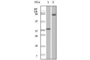 Western Blot showing BRAF antibody used against truncated recombinant Braf (1) and A431 cell lysate (2). (BRAF Antikörper)