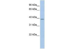 Western Blotting (WB) image for anti-Cyclin Y (CCNY) antibody (ABIN2459145)