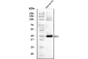 Western blot analysis of PDGFC using anti-PDGFC antibody (ABIN7601106).