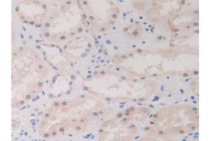 IHC-P analysis of Human Kidney Tissue, with DAB staining. (BIRC2 Antikörper  (AA 1-497))