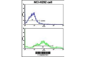 Flow cytometric analysis of NCI-H292 cells using CDH3 Antibody (N-term)(bottom histogram) compared to a negative control cell (top histogram). (P-Cadherin Antikörper  (N-Term))