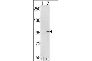Western blot analysis of IT (arrow) using rabbit polyclonal IT Antibody (C-term) (ABIN389476 and ABIN2839538). (IMMT Antikörper  (C-Term))
