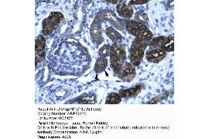 Human kidney (GC-Rich Promoter Binding Protein 1 (GPBP1) (N-Term) Antikörper)