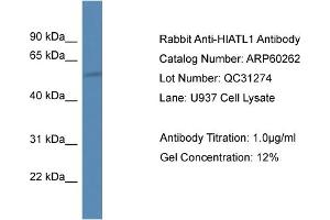 Western Blotting (WB) image for anti-Hippocampus Abundant Transcript-Like 1 (HIATL1) (C-Term) antibody (ABIN2788382) (HIATL1 Antikörper  (C-Term))