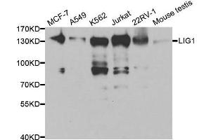 Western blot analysis of extracts of various cell lines, using LIG1 antibody. (LIG1 Antikörper  (AA 565-790))
