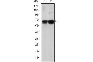 Western blot analysis using BLNK mouse mAb against NIH/3T3 (1) and BCBL-1 (2) cell lysate.