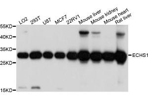 Western blot analysis of extracts of various cell lines, using ECHS1 antibody (ABIN4903537) at 1:1000 dilution. (ECHS1 Antikörper)