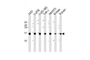All lanes : Anti-RPL23 Antibody (Center) at 1:2000 dilution Lane 1: A431 whole cell lysate Lane 2: U-2OS whole cell lysate Lane 3: U-251 MG whole cell lysate Lane 4: THP-1 whole cell lysate Lane 5: NIH/3T3 whole cell lysate Lane 6: mouse brain lysate Lane 7: rat brain lysate Lysates/proteins at 20 μg per lane. (RPL23 Antikörper  (AA 49-78))