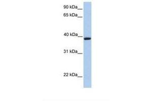 Aquaporin 10 Antikörper  (C-Term)