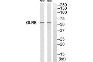Western blot analysis of extracts from A549 cells and K562 cells, using GLRB antibody. (GLRB Antikörper)