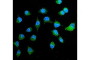 IF analysis of Peroxiredoxin 4 using anti-Peroxiredoxin 4 antibody (ABIN3043905). (Peroxiredoxin 4 Antikörper  (C-Term))