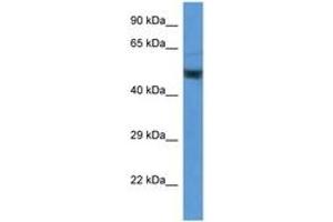 Image no. 1 for anti-Enolase 2 (Gamma, Neuronal) (ENO2) (AA 176-225) antibody (ABIN6746906) (ENO2/NSE Antikörper  (AA 176-225))