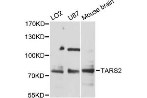 Western blot analysis of extracts of various cell lines, using TARS2 antibody (ABIN6293612) at 1:3000 dilution. (TARS2 Antikörper)