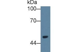 Western Blot; Sample: Rat Serum; Primary Ab: 1µg/ml Rabbit Anti-Rat VNN1 Antibody Second Ab: 0. (VNN1 Antikörper  (AA 22-328))