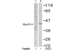 Image no. 1 for anti-Myogenic Differentiation 1 (MYOD1) (AA 198-202) antibody (ABIN197309) (MYOD1 Antikörper  (AA 198-202))