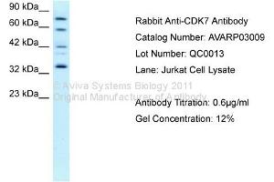 Western Blotting (WB) image for anti-Cyclin-Dependent Kinase 7 (CDK7) (C-Term) antibody (ABIN2792153) (CDK7 Antikörper  (C-Term))