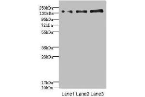 Western blot All lanes: NRXN1 antibody at 1. (Neurexin 1 Antikörper  (AA 31-310))