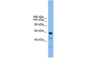 WB Suggested Anti-UMODL1 Antibody Titration:  0. (UMODL1 Antikörper  (Middle Region))