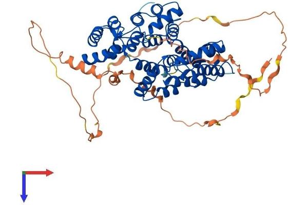 Annexin A11 Protein (ANXA11) (AA 1-505) (His tag)